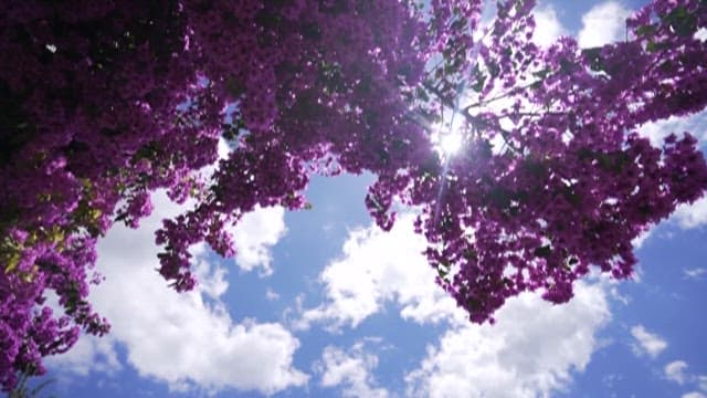 Pink Flowers Blooming Under a Sunny Sky