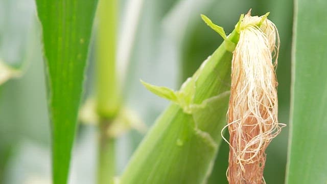 Green Leaves and Silk of Corn