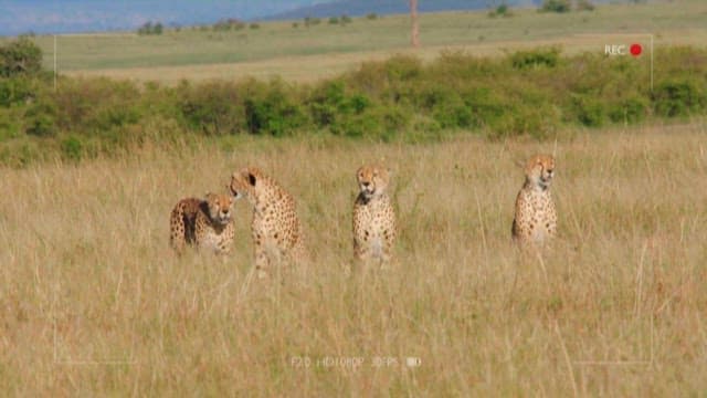 Cheetahs in the Savanna with Tourists Watching