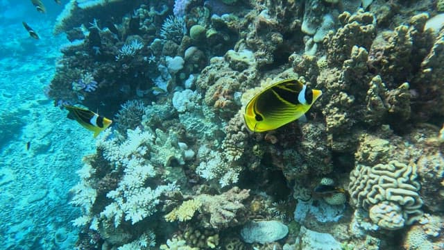 Colorful coral reef with tropical fish