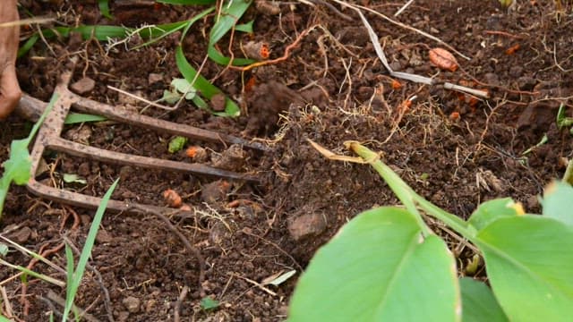 Person harvesting root plants outdoors