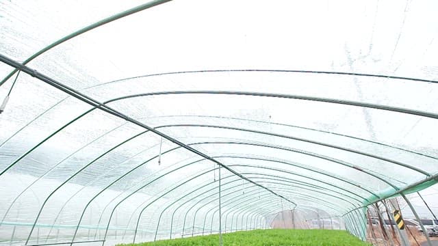 Inside a large greenhouse with lush green water parsley