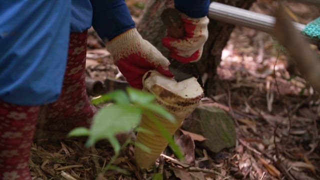 Digging and harvesting a bamboo shoot in the bamboo forest