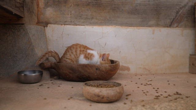Cat eating food in a wooden bowl