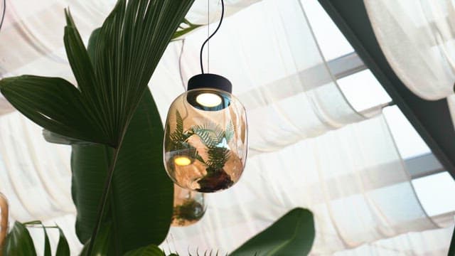 Hanging glass lighting with plants inside near large leaves in a sunlit indoor space