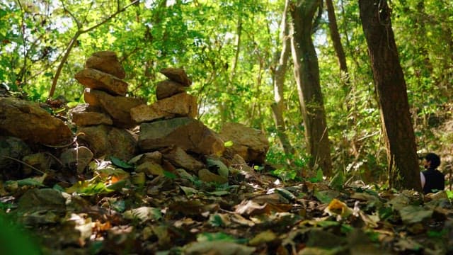 Serene forest scene with stacked rocks and green foliage