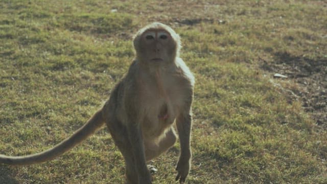 Monkey Standing in a Grassy Field