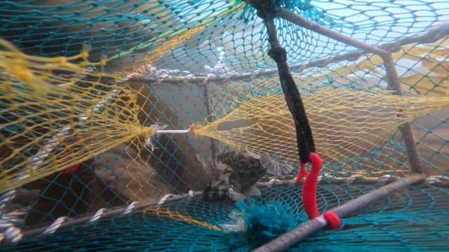 Seal approaching a net with trapped fish