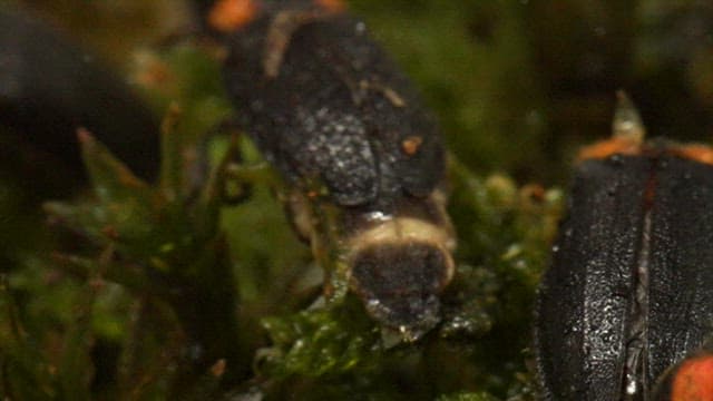Fireflies laying eggs on green moss