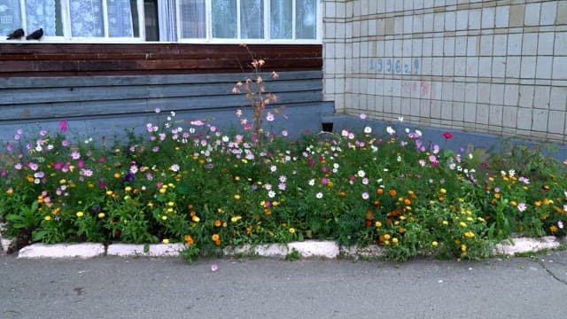 Cosmos flowers blooming in a colorful way in the flower bed outside the building
