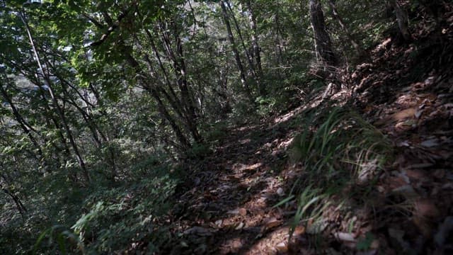 Forest pathway with sunlight filtering through leaves