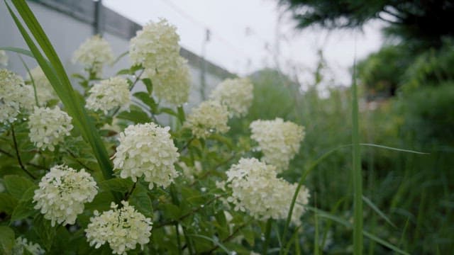 Blooming white hydrangeas in a lush garden