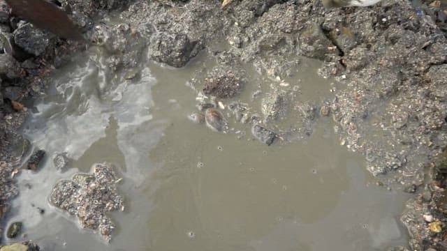 Person collecting clams from a mudflat