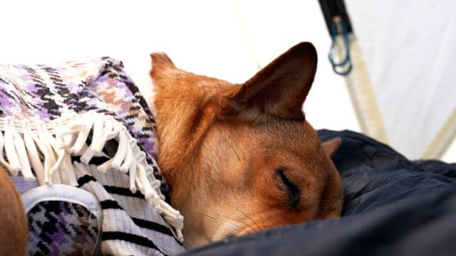 Dog sleeping in a tent with a cozy blanket