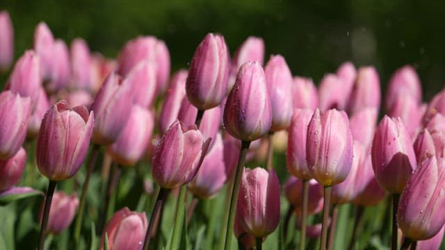 Fresh Pink Tulips Glistening with Morning Dew