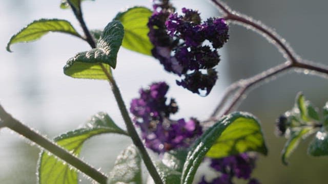Close-up of morning dew on purple lilac flowers