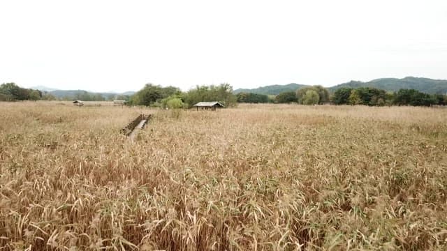 Tall brown reeds spread out under a clear sky