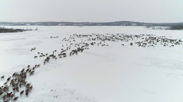 Reindeer Herd Migrating Across Snowy Landscape
