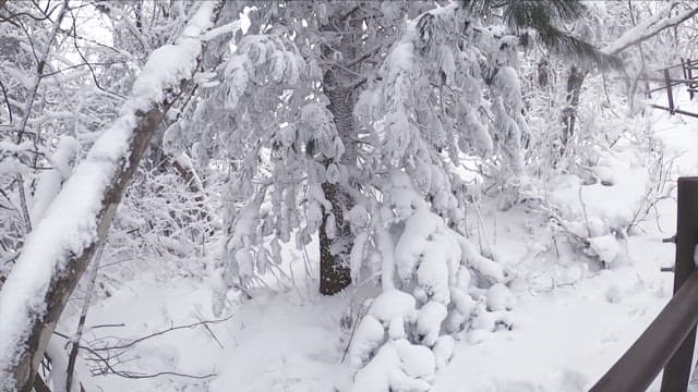 Serene snow-covered forest
