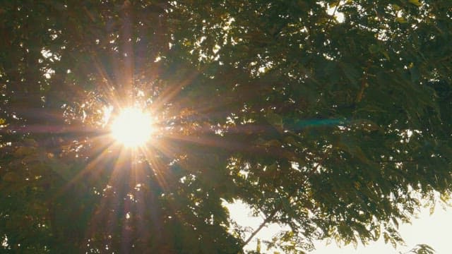 Sunlight shining through tree leaves