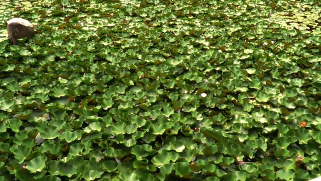 Lush green lily pads floating on water