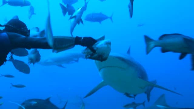Diver feeding sharks