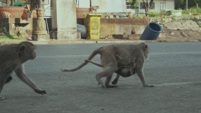 Monkeys Crossing the Street in aTown with Cars on the Road