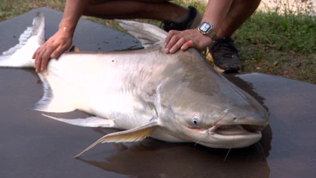 Large shark catfishes caught by fishing