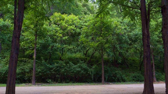 Tranquil forest road surrounded by lush trees at noon