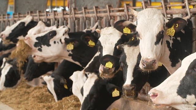 Milk cows feeding in a barn