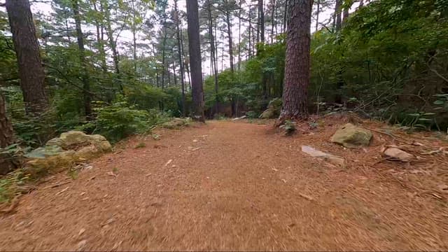 Serene Forest Path with Many Trees