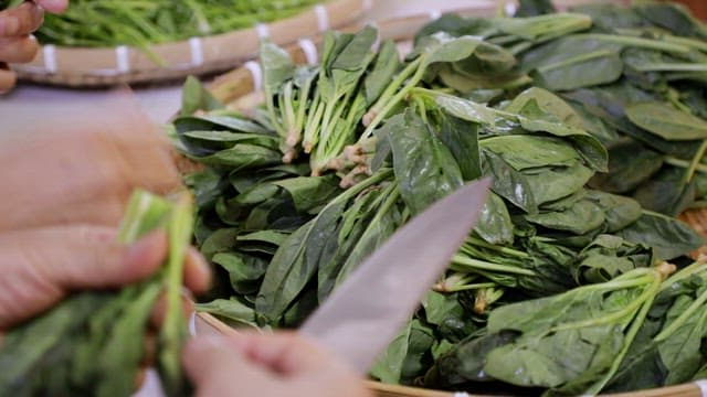 Hands preparing fresh spinach leaves