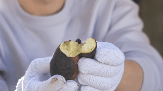 Person wearing gloves cuts a freshly roasted sweet potato in half