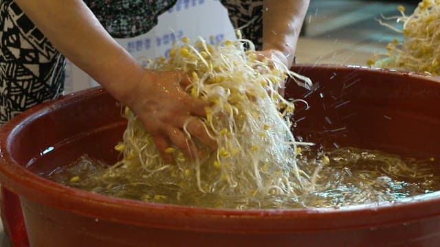 A person washing bean sprouts in a large red tub
