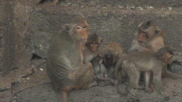 Monkeys Resting on a Stone Structure in Ancient Temple