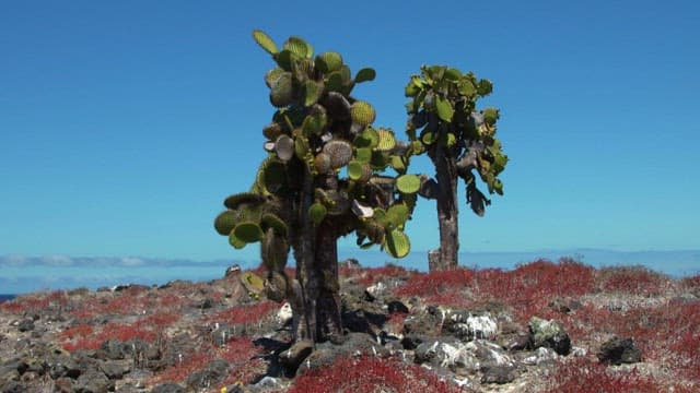 Cactus plants flourishing in a rugged terrain