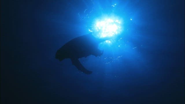 Silhouette of Whale Underwater