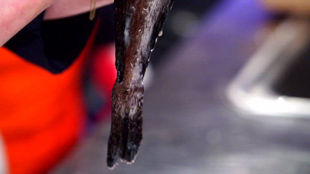 Person holding fresh sea raven