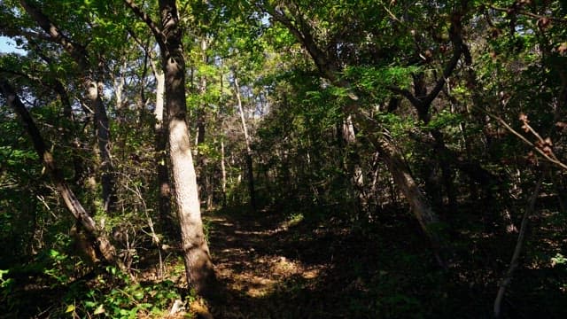 Sunny forest path enveloped in lush greenery