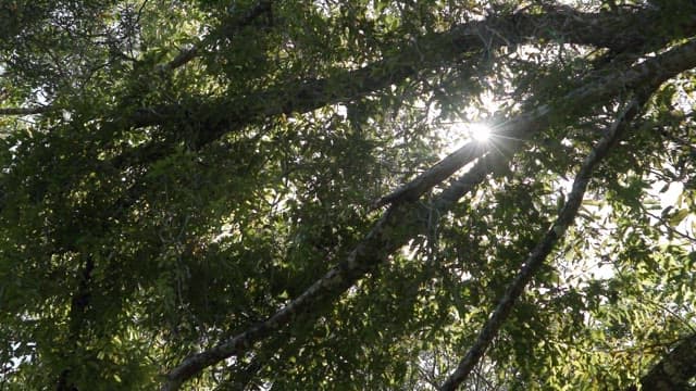 Dense forest with sunlight streaming through the trees