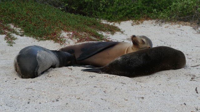 Seals Resting on a Sandy Beach