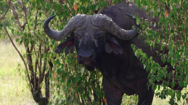 Cape Buffalo Amongst Green Foliage