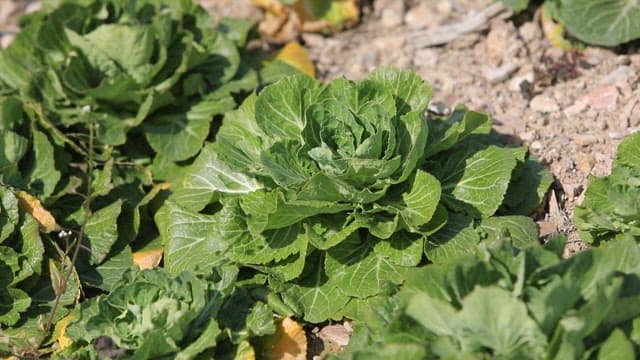 Fresh spring cabbage growing in a field