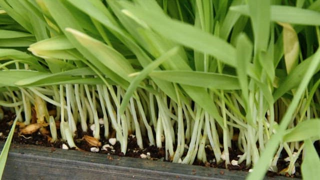 Barley sprouts growing in a greenhouse
