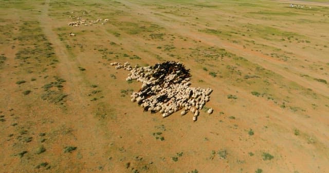 Herd of livestocks moving on a vast plain