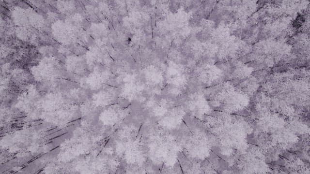 Superb View of a forest completely covered in snow