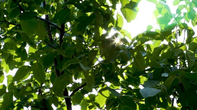 Sunlight Filtering Through Green Leaves