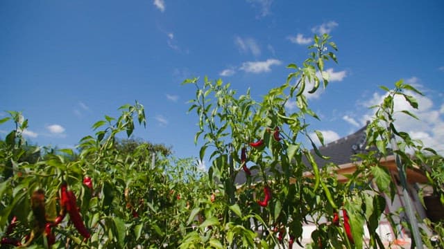 Traditional Korean house with chili plants in garden