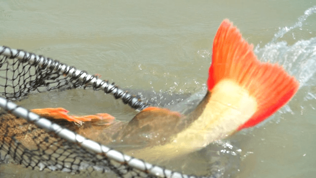 Amazon redtail catfish caught with a line in the river