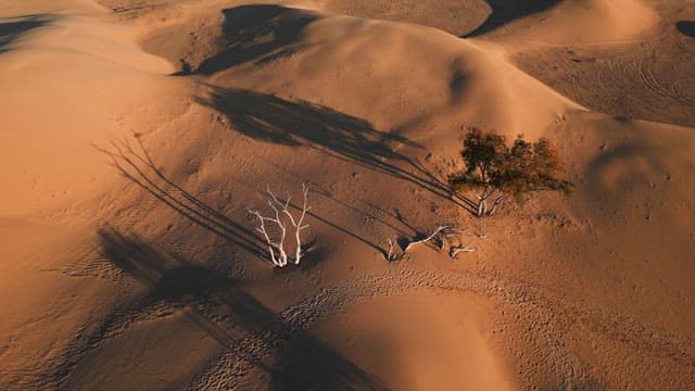 Desert landscape with scattered trees